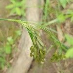 Scirpus pendulus Leaf