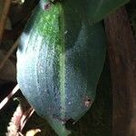 Cynorkis ridleyi Hostoa