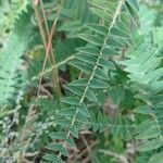 Astragalus alopecurus Blatt