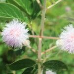 Mimosa albida Habit