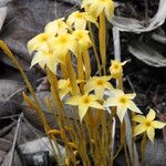 Voyria aphylla 花