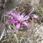 Atractylis humilis फूल