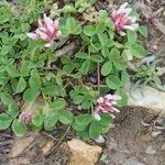 Trifolium thalii Habit