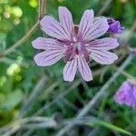Geranium tuberosum Flower