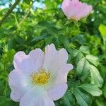 Rosa corymbifera Цвят