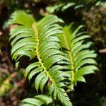 Polystichum lonchitisপাতা