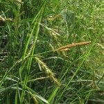 Carex sylvatica Fiore