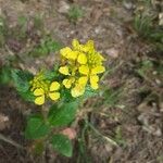 Rhamphospermum arvense Flower