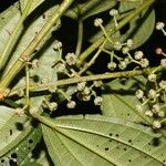 Miconia rubescens Cvet