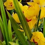 Cymbidium devonianum Blatt