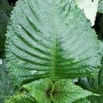 Brillantaisia owariensis Leaf