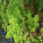 Erica azorica Fuelha