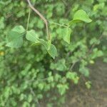 Commiphora samharensis Blad