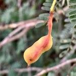 Prosopis koelziana Ffrwyth