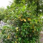 Prunus laurocerasus Habit