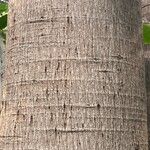 Jacaratia spinosa Bark