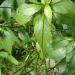 Ruellia brevifolia Leaf