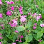 Silene pendulaFlor