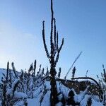 Verbascum densiflorum Habitus