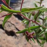 Stevia chamaedrys Leaf