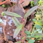 Andromeda polifolia Leaf