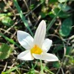 Crocus biflorus 花