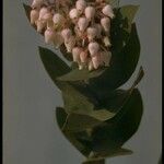 Arctostaphylos pallida Fleur