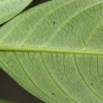 Psychotria deflexa 葉