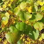 Tilia cordata Leaf