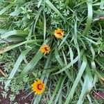 Gazania linearis Квітка