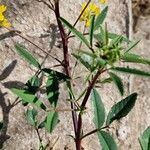 Trigonella esculenta Blad