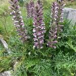 Acanthus spinosus Natur