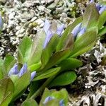 Polygala alpina Flor