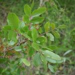 Pistacia terebinthus Листок