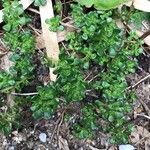 Sedum oreganum Ліст