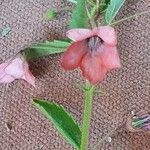 Hermannia kirkii फूल