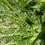 Pedicularis pyrenaica Leaf