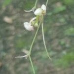 Polystachya seticaulis Flor