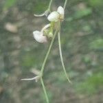 Polystachya seticaulis Flower