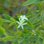 Olax stricta Bloem