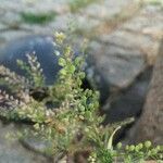 Lepidium ruderale Fruit