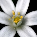 Ornithogalum umbellatum Flower