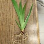 Neomarica gracilis 葉