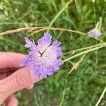 Knautia integrifolia Fula