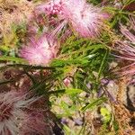 Calliandra eriophylla Lapas