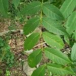 Juglans nigra Likasa