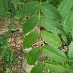 Juglans nigra Листок