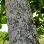 Terminalia catappa Bark