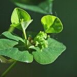 Euphorbia dulcis Fruto