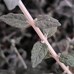 Teucrium fruticansЛист